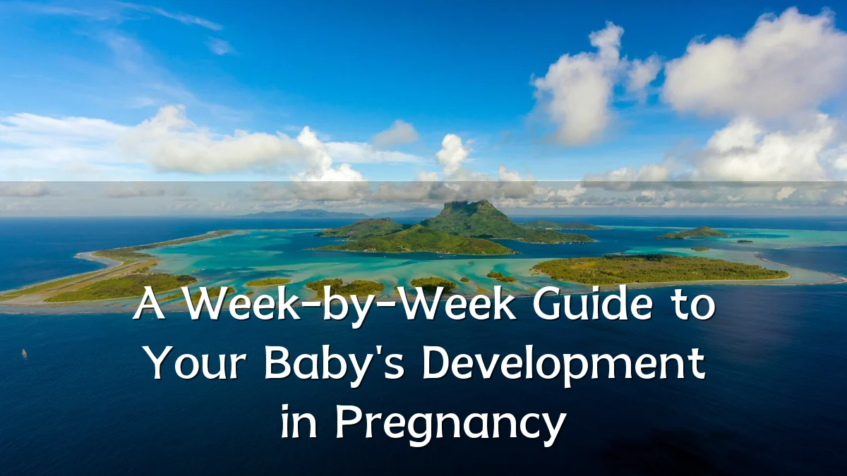 A Week-by-Week Guide to Your Baby's Development in Pregnancy